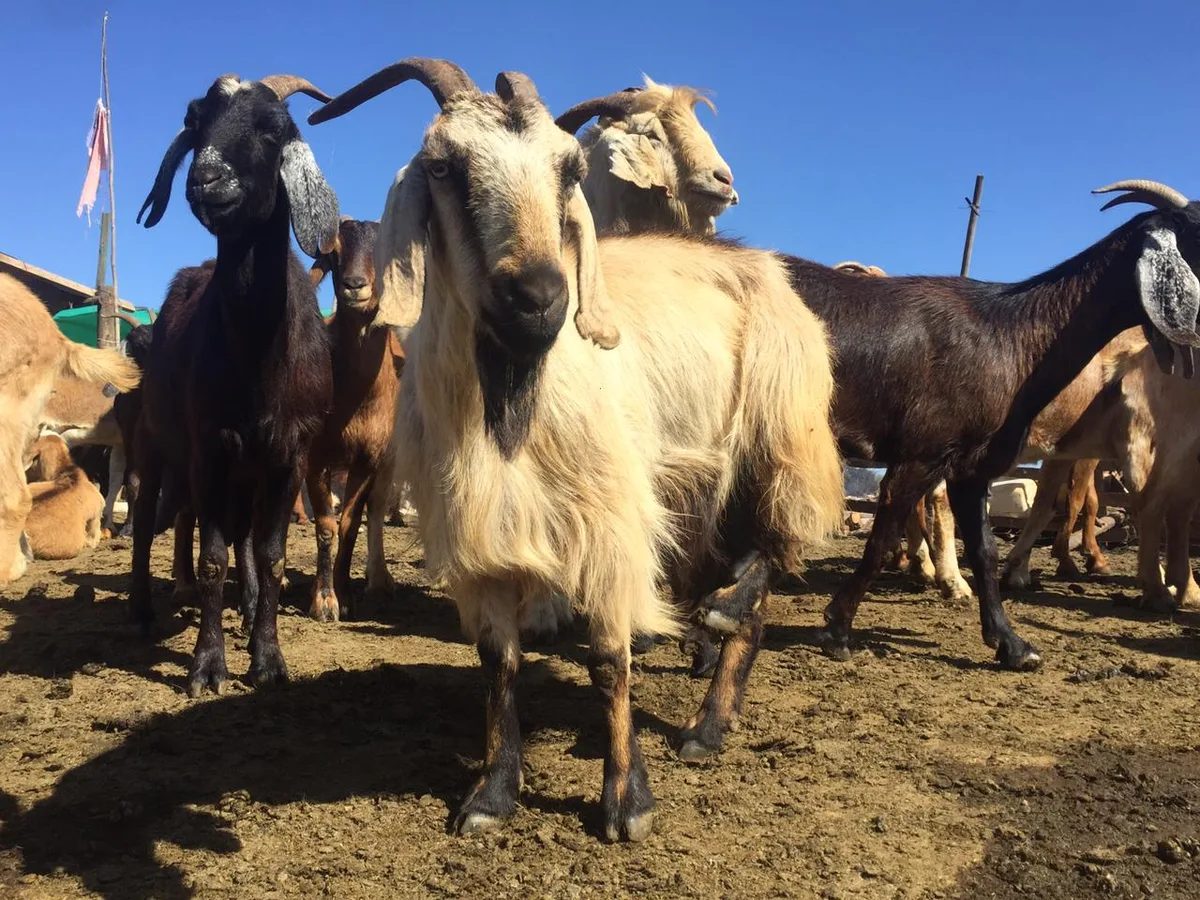 Campo en Ovalle