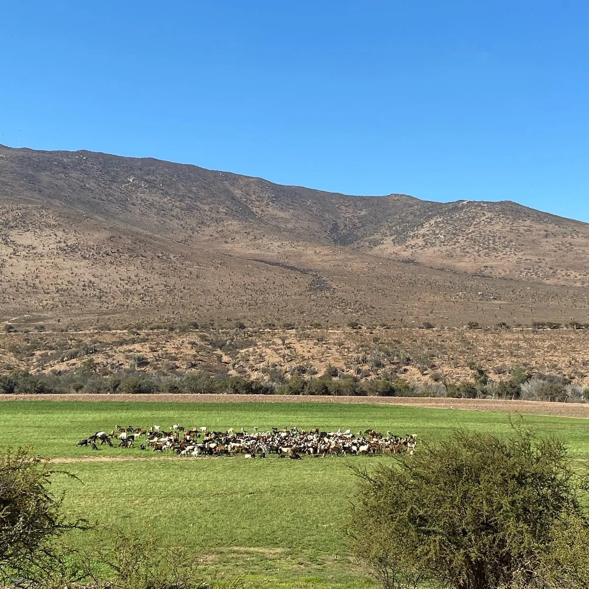 Cabras pastando en Ovalle