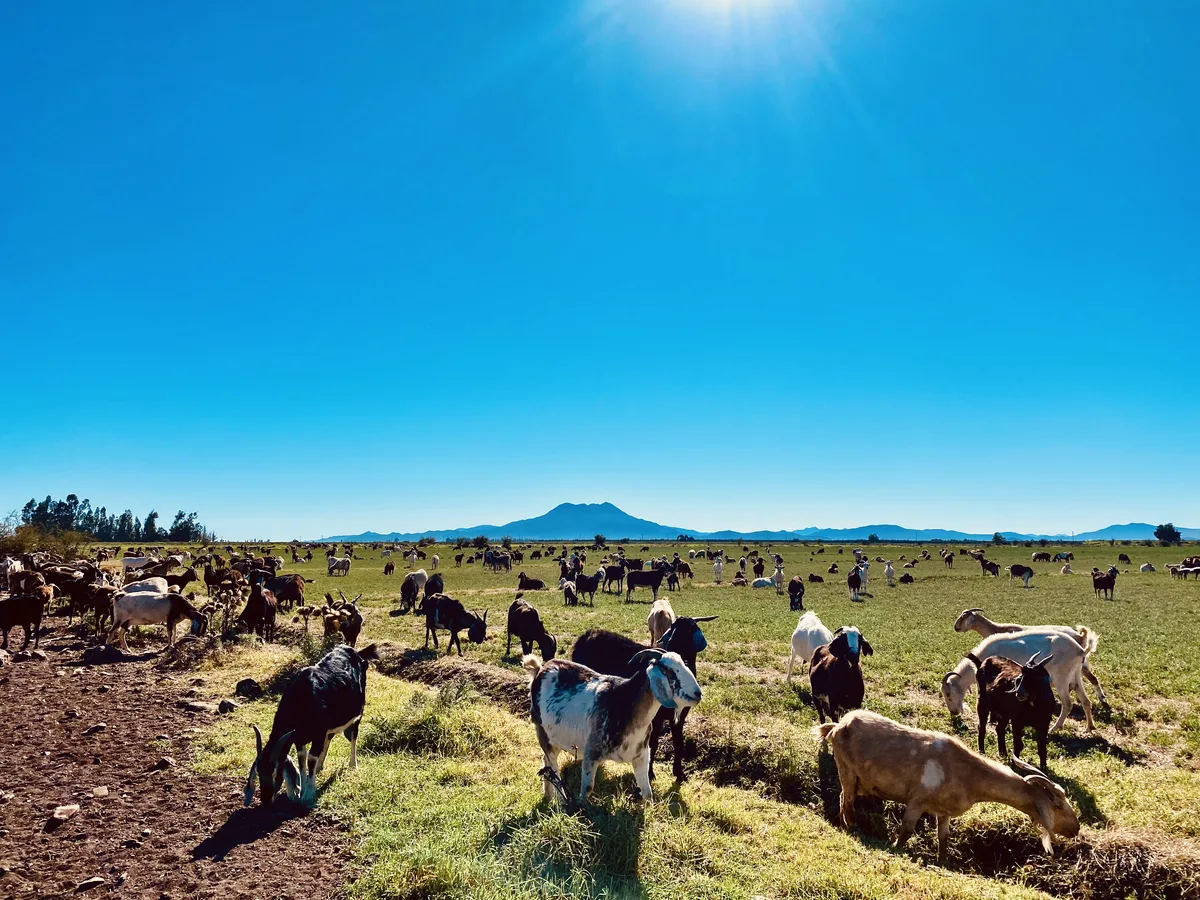 Rebaño de cabras